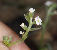 Pectocarya penicillata