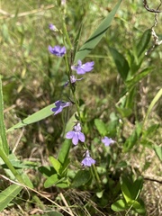 Lobelia gattingeri
