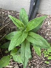 Digitalis grandiflora
