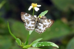 Abraximorpha davidii