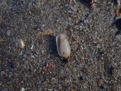 Mesoginella olivella
