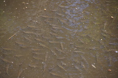 Fundulus heteroclitus