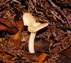 Singerocybe clitocyboides