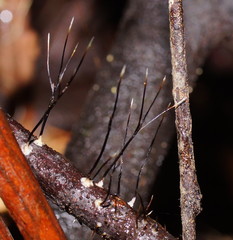 Xylaria filiformis