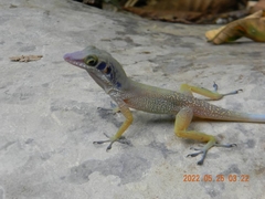 Anolis bartschi