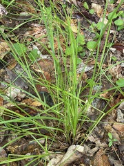Carex jamesii