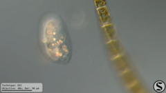 Pleuronema coronatum