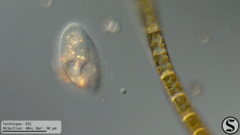 Pleuronema coronatum