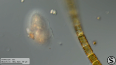 Pleuronema coronatum