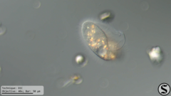 Pleuronema coronatum