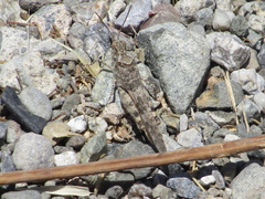 Trimerotropis occidentalis