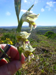 Gladiolus griseus