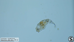 Cephalodella forficula