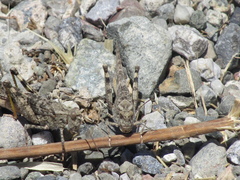 Trimerotropis occidentalis