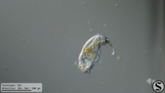 Cephalodella forficula