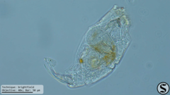 Cephalodella forficula