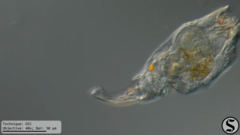 Cephalodella forficula