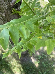 Styphnolobium japonicum