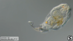 Cephalodella forficula