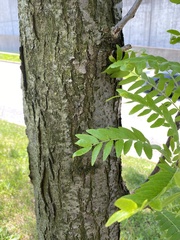 Styphnolobium japonicum