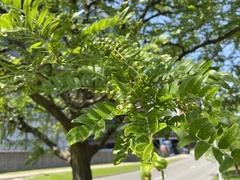 Styphnolobium japonicum