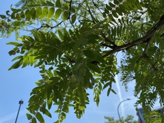 Styphnolobium japonicum