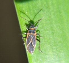 Ochrostomus uhleri