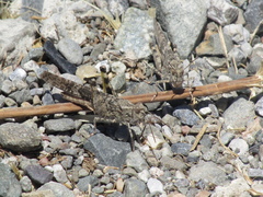 Trimerotropis occidentalis