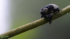 Sternuchopsis trifida