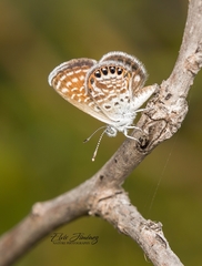 Brephidium exilis yucateca