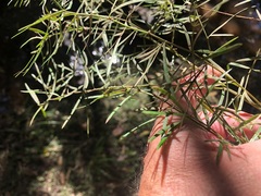 Asparagus falcatus