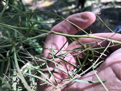 Asparagus falcatus