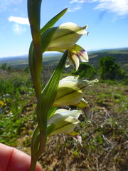 Gladiolus griseus