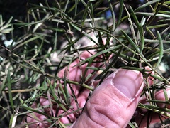 Asparagus falcatus