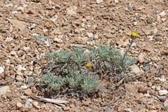 Hymenopappus filifolius nanus