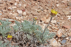 Hymenopappus filifolius nanus