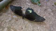 Heraclides androgeus