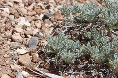 Hymenopappus filifolius nanus