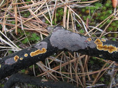 Dendrophora versiformis