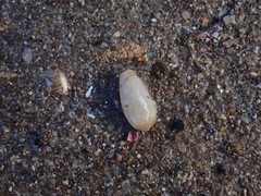 Mesoginella olivella