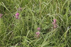 Castilleja purpurea
