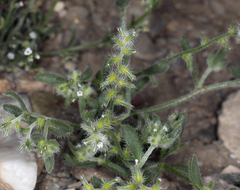 Cryptantha recurvata