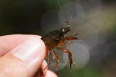 Procambarus medialis