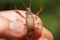 Procambarus medialis