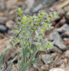 Cryptantha recurvata