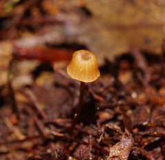 Mycena mamaku