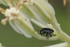 Odontocorynus salebrosus