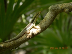 Anolis angusticeps