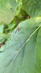 Leucrocuta aphrodite
