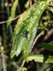 Lucilia eximia